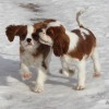 winter walk of puppies
